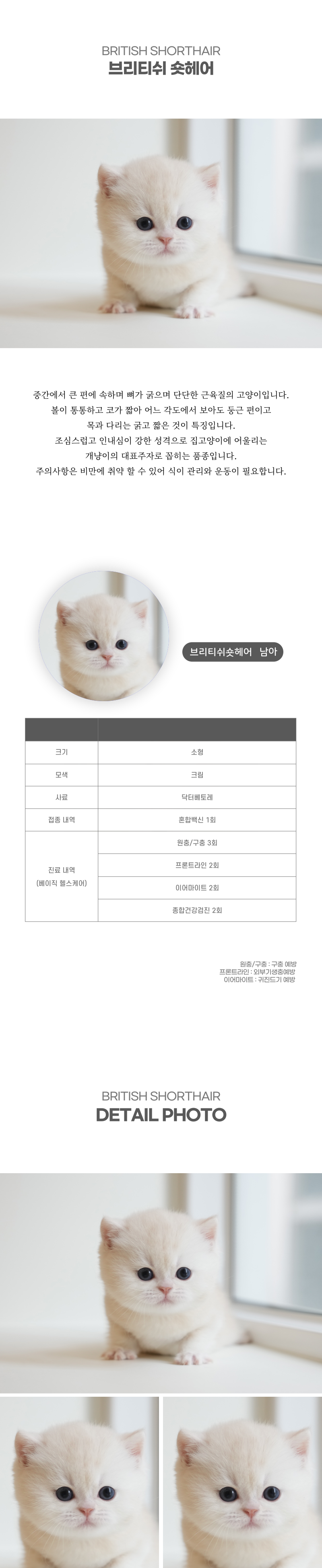브리티쉬숏헤어_상세이미지_2